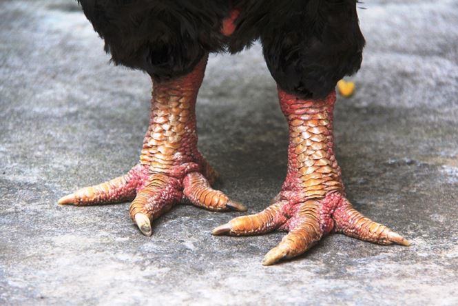 Gà Đông Tảo giá chục triệu cháy hàng ở Sài Gòn